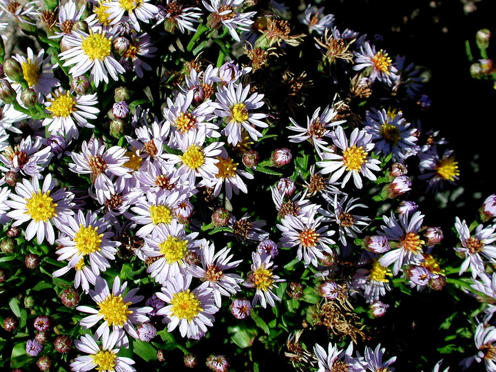 Aster tripolium