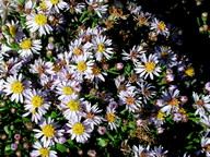 Aster tripolium