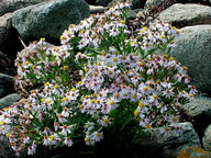 Aster tripolium