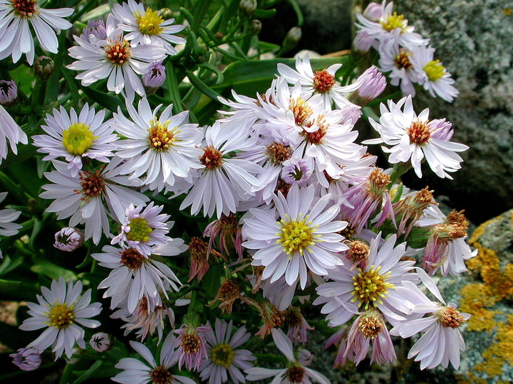 Aster tripolium