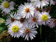 Aster tripolium