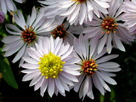 Aster tripolium