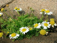 Matricaria maritima ssp. maritima