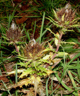 Carlina vulgaris