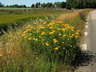 Tanacetum vulgare