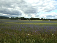 Centaurea cyanus