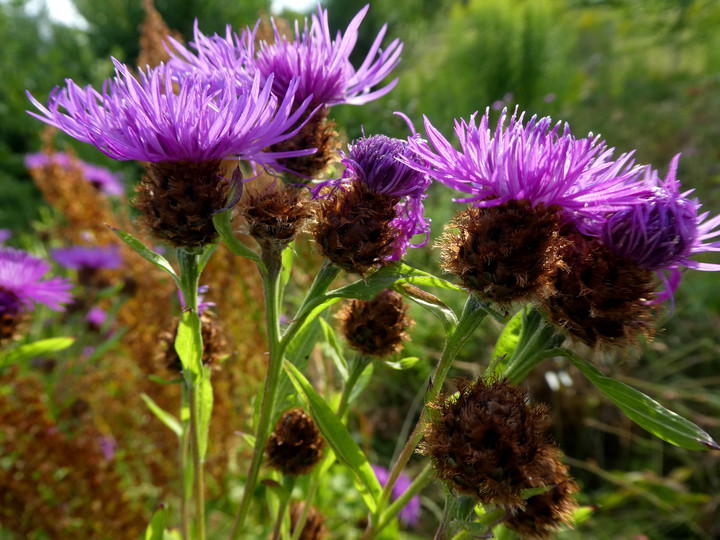 Centaurea phrygia ssp. pseudophrygia