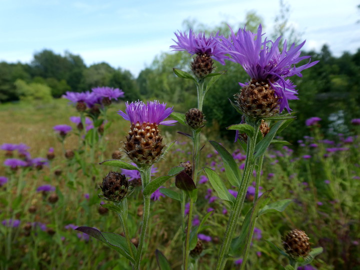 Centaurea phrygia ssp. pseudophrygia