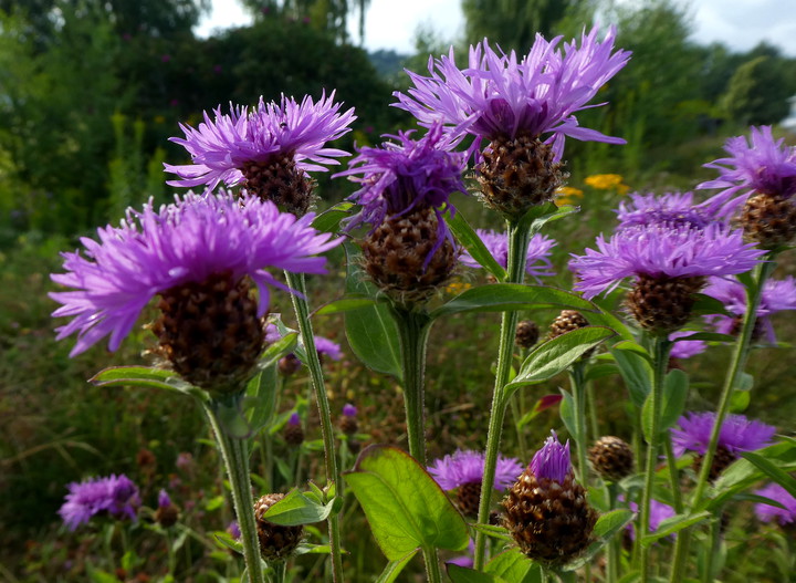 Centaurea phrygia ssp. pseudophrygia