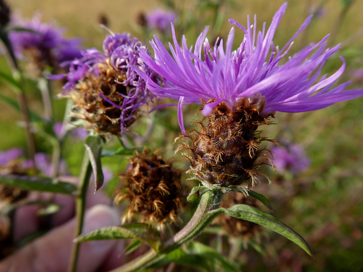 Centaurea phrygia ssp. pseudophrygia