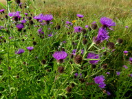 Centaurea phrygia ssp. pseudophrygia