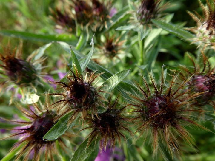 Centaurea phrygia ssp. pseudophrygia