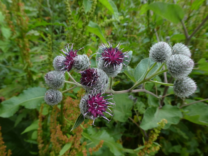 Arctium tomentosum