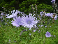 Lactuca macrophylla