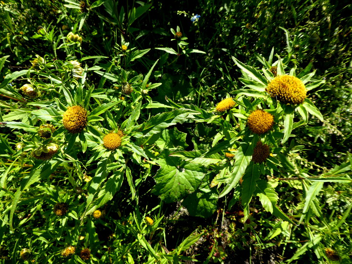 Bidens radiata