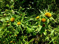 Bidens radiata