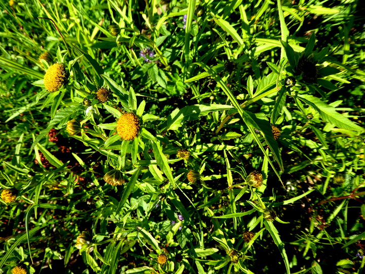 Bidens radiata