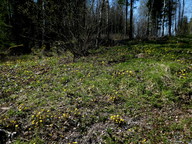 Tussilago farfara