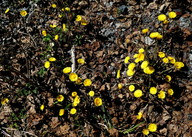 Tussilago farfara