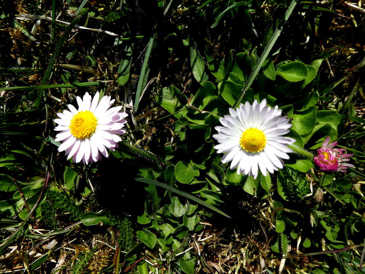 Bellis perennis