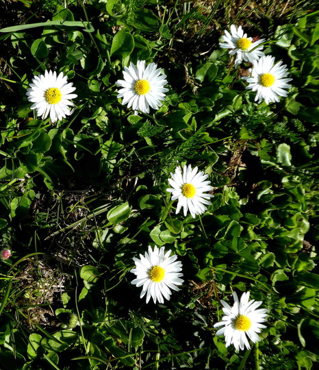 Bellis perennis