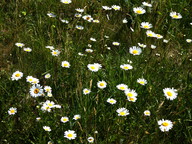 Leucanthemum vulgare