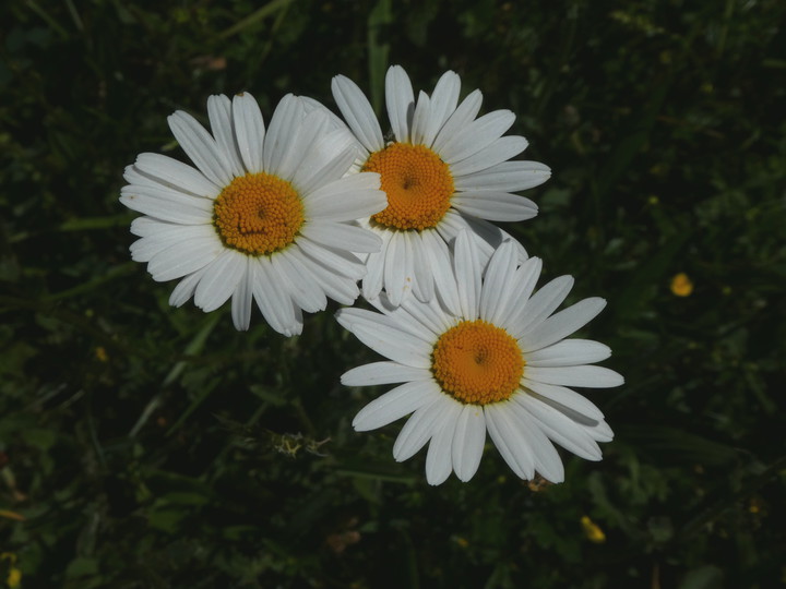 Leucanthemum vulgare