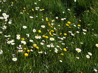 Leucanthemum vulgare