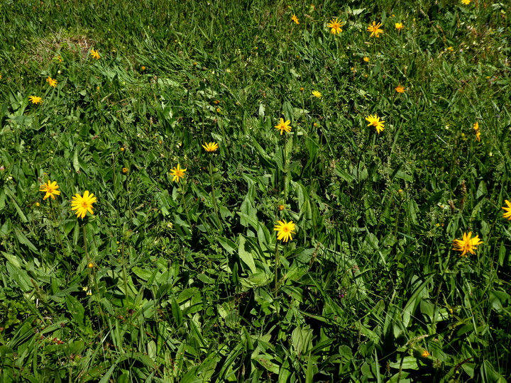 Arnica montana