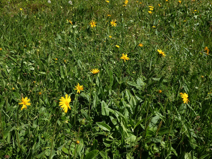 Arnica montana