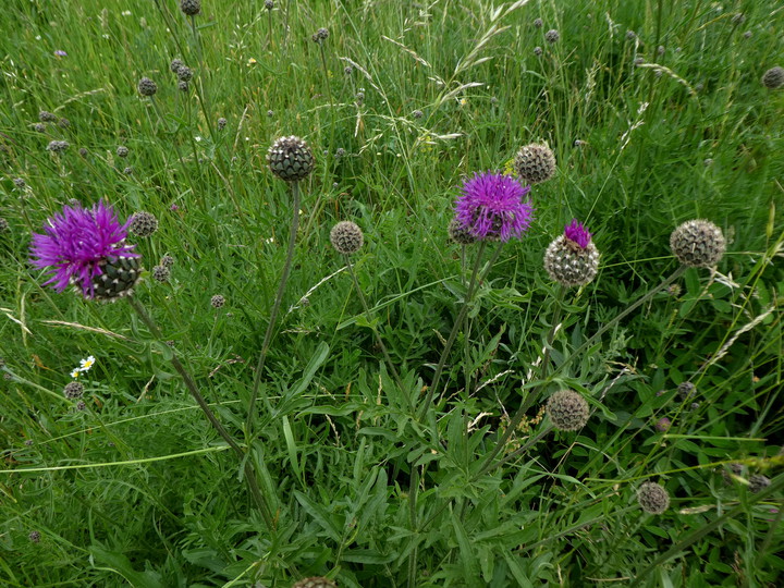 Centaurea scabiosa