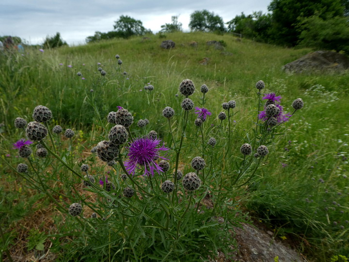 Centaurea scabiosa