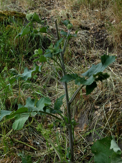 Arctium nemorosum