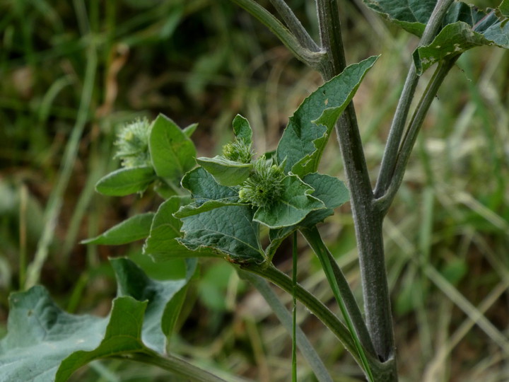 Arctium nemorosum