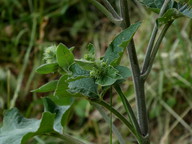 Arctium nemorosum