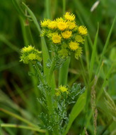 Senecio jacobaea subsp. jacobaea