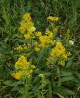 Solidago virgaurea