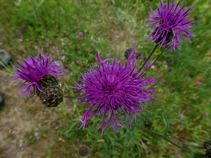 Centaurea scabiosa