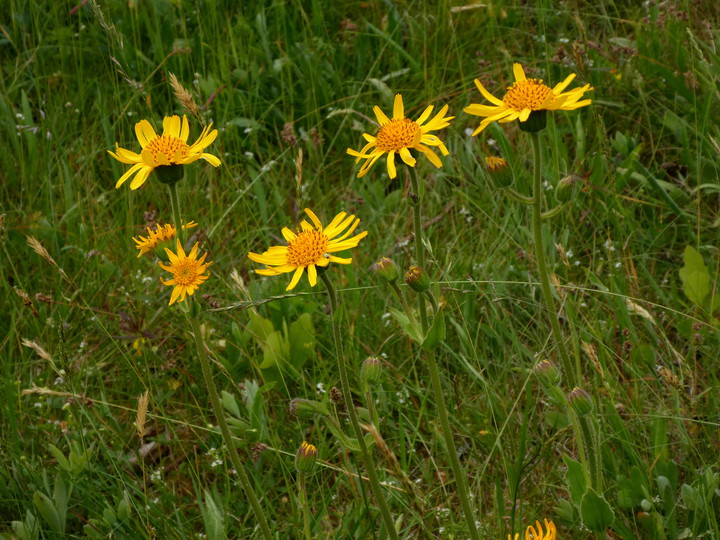 Arnica montana