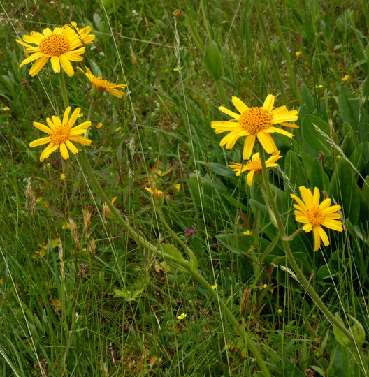 Arnica montana