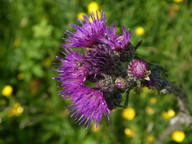 Cirsium palustre