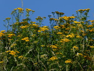 Tanacetum vulgare