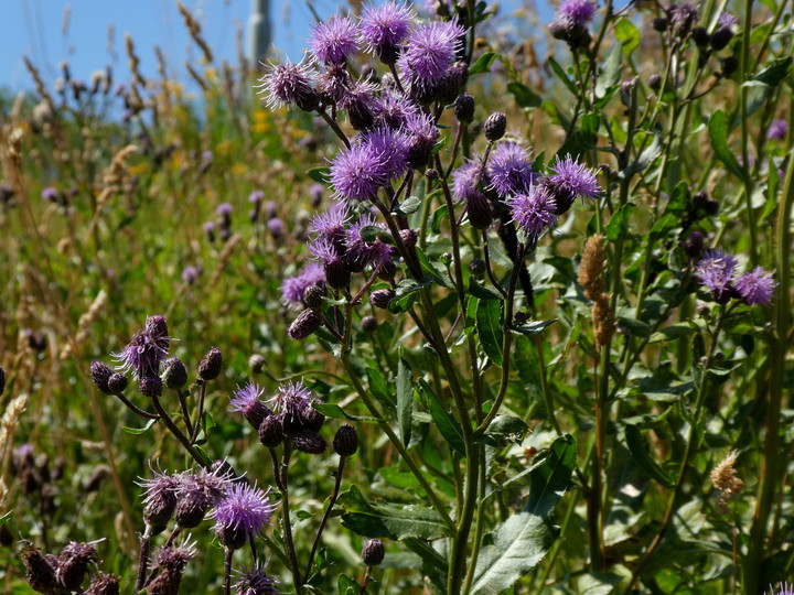 Cirsium arvense