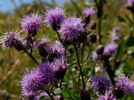 Cirsium arvense