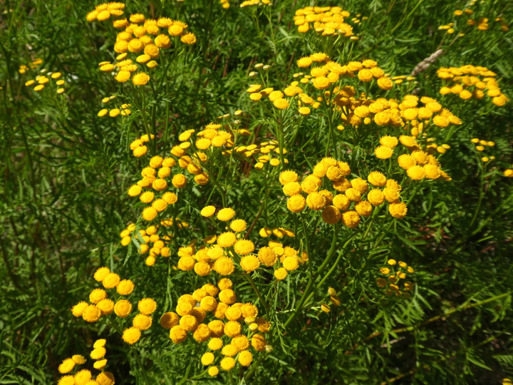 Tanacetum vulgare