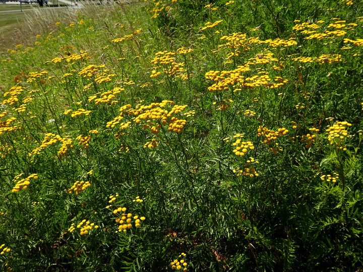 Tanacetum vulgare