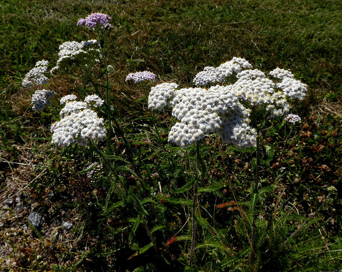 Achillea millefolium ssp. millefolium