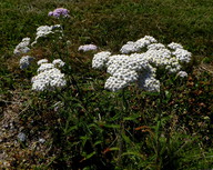 Achillea millefolium ssp. millefolium