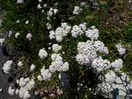 Achillea millefolium ssp. millefolium