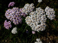 Achillea millefolium ssp. millefolium